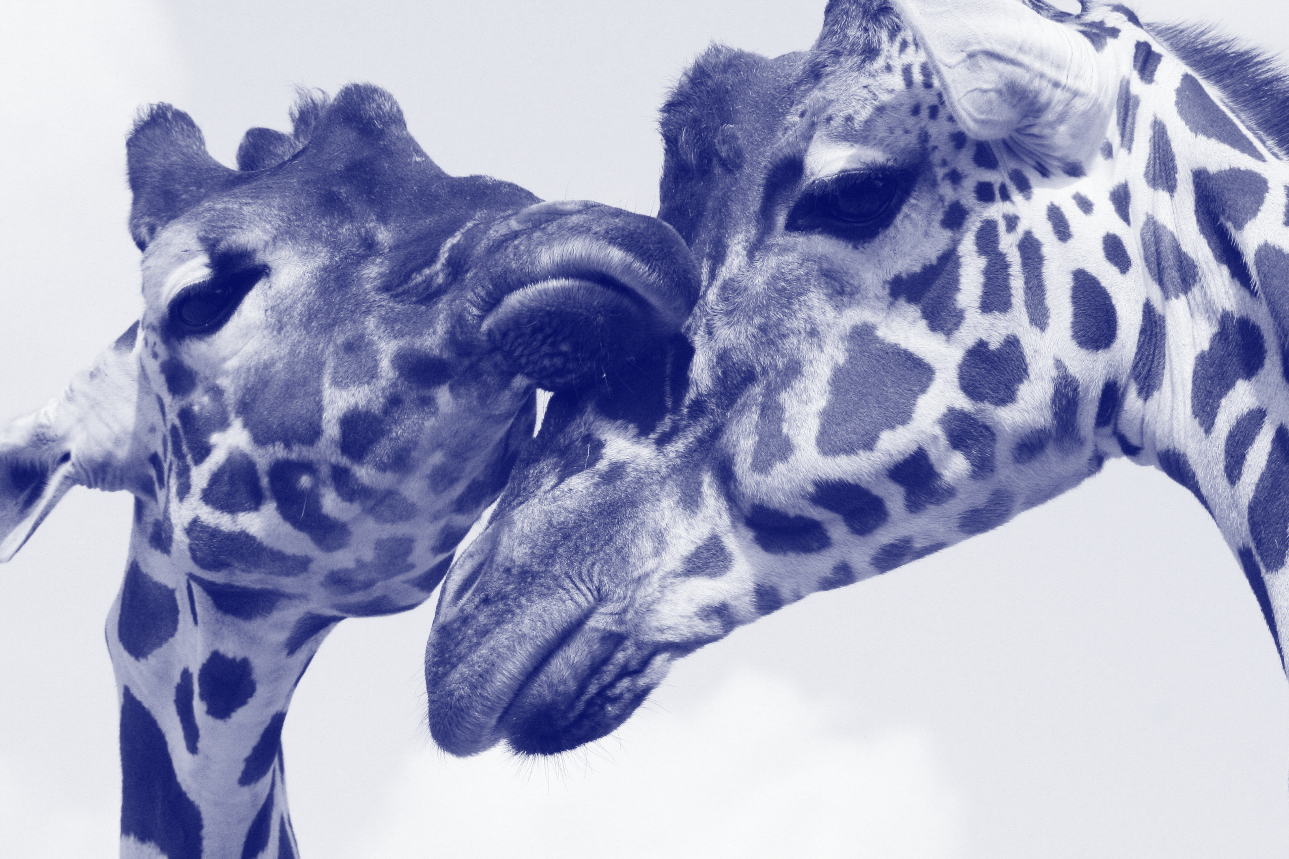A mother and baby giraffe nuzzle each other